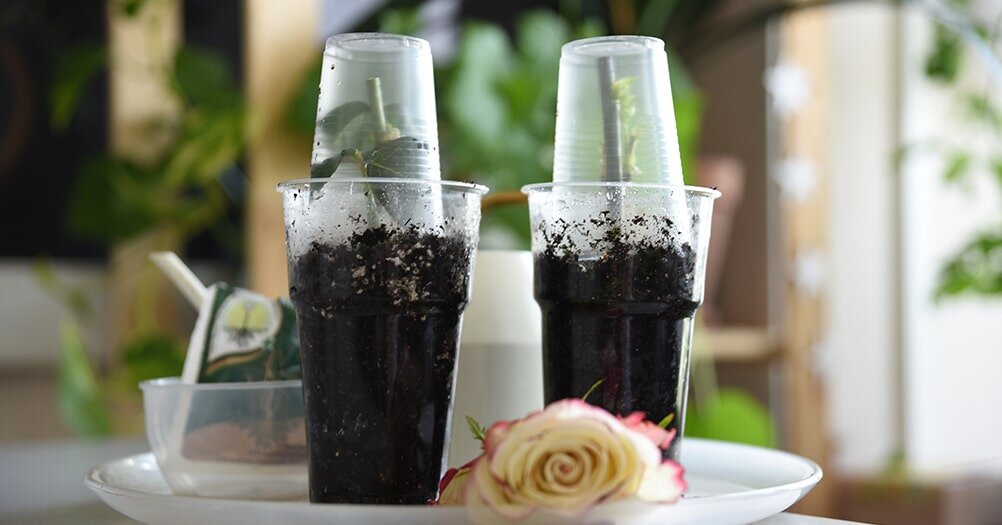 Как укоренить черенки роз: пошаговая инструкция для начинающих