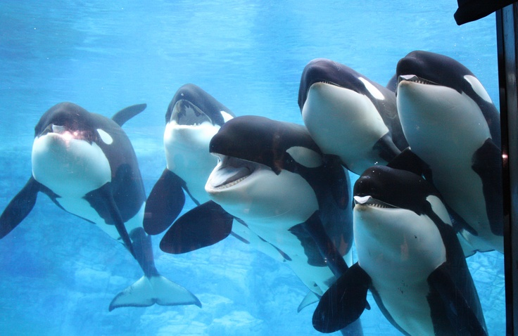 Такая стайка навела бы настоящий шухер в юрских морях