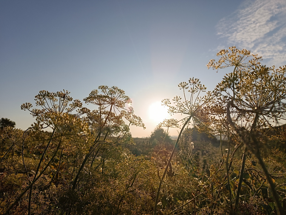 Пейзаж. Восходящее солнце на фоне укропа