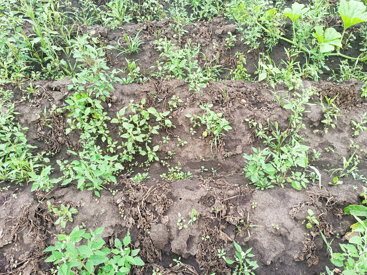 Вы видите здесь картошку? А она тут есть! 