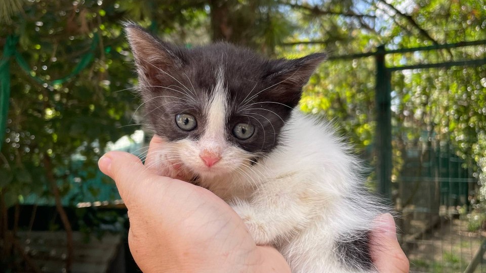 Красивые котята ищет дом