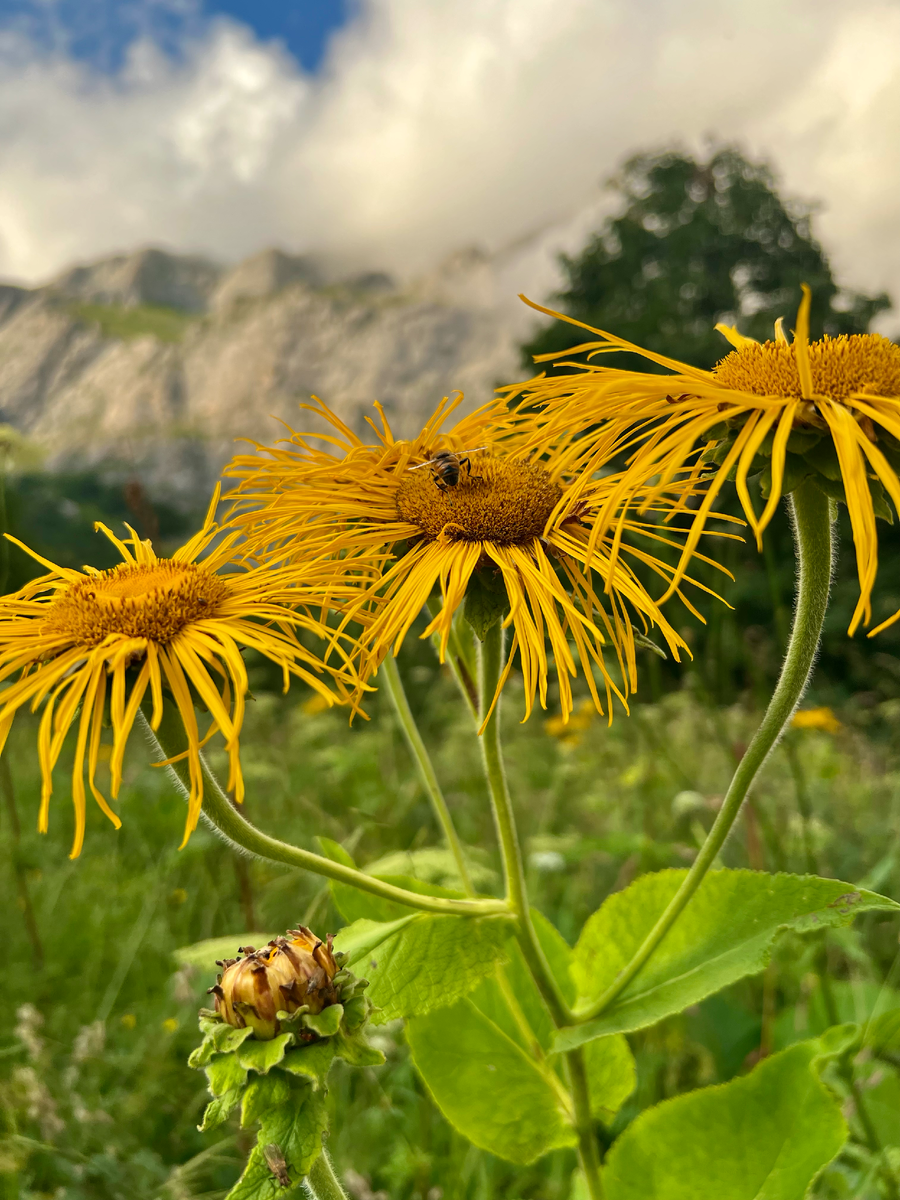 Флора и фауна