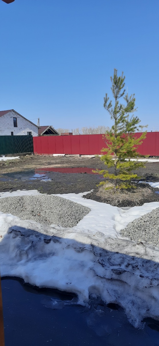 Апрель 2024. У бабушки в саду по центру участка росла пушистая пятиметровая туя, а у меня - две еле живые сосны, которые мы освободили из берёзового плена.