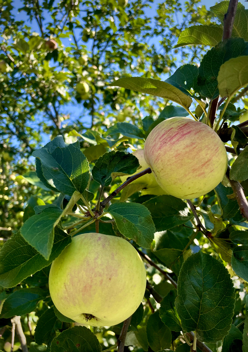Такое простое и такое привычное, в верованиях наших далеких предков яблоко было наделено сакральными смыслами