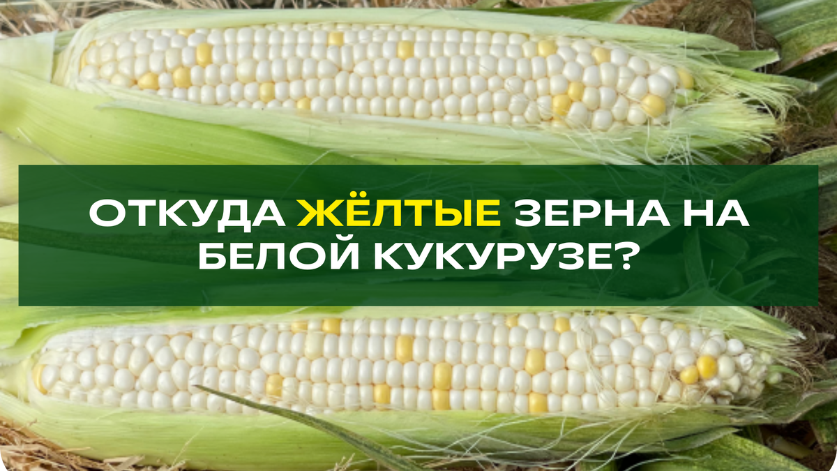 Пересортица? Ошибка производителя? Или что-то еще?
