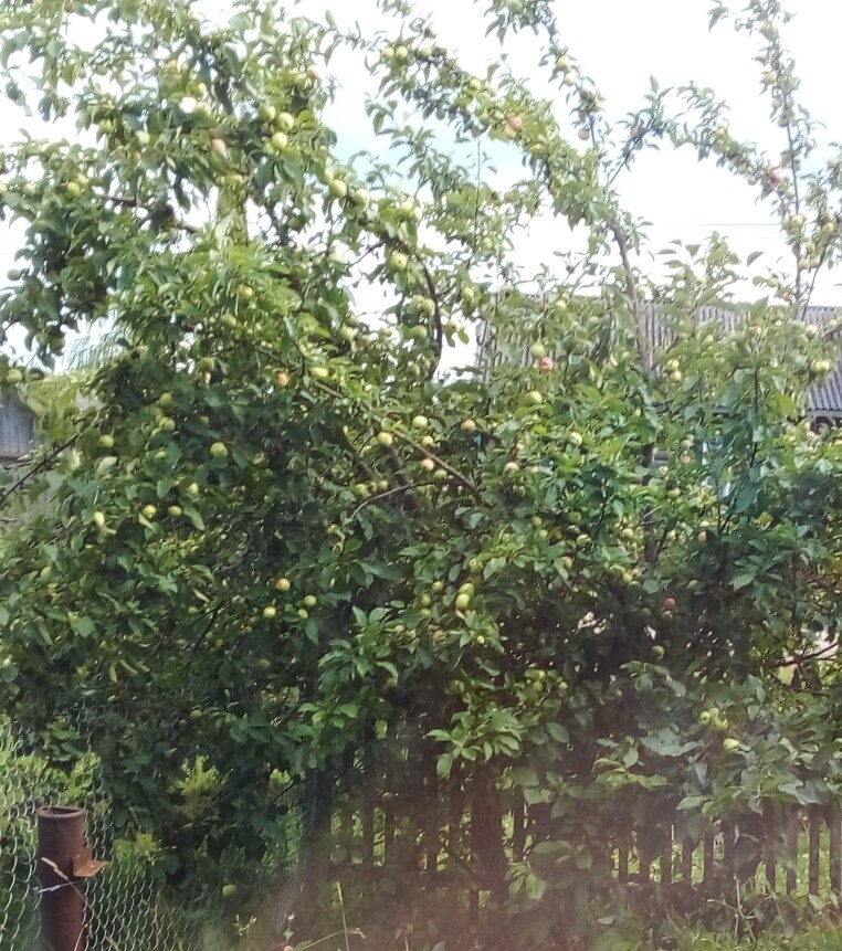 Яблони гнутся от урожая