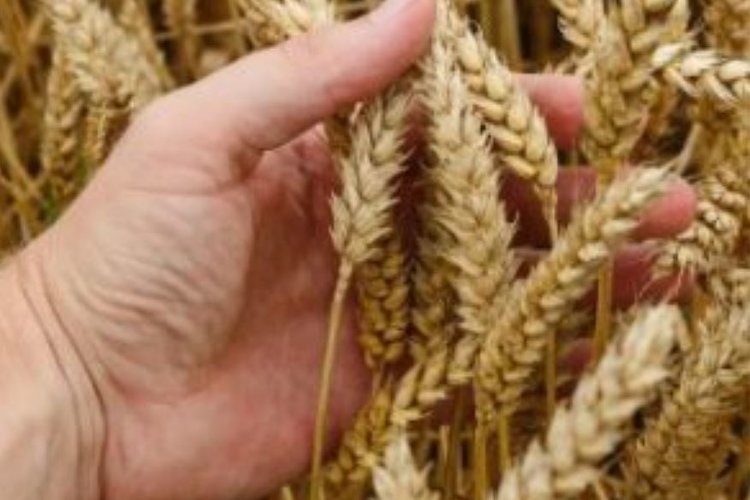    Фото: Россельхознадзор РФ