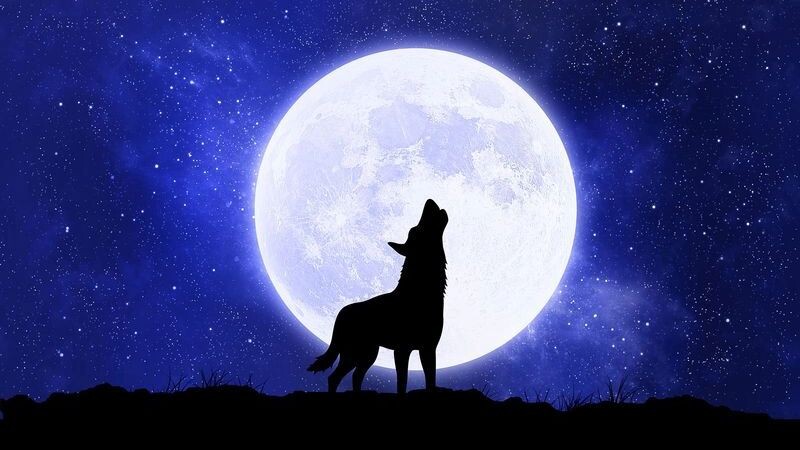    Фото: BlackWhiteMouse Design/Shutterstock/Fotodom