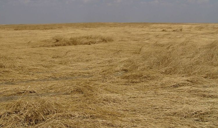    Фото: Brian Beres, AAFC Lethbridge