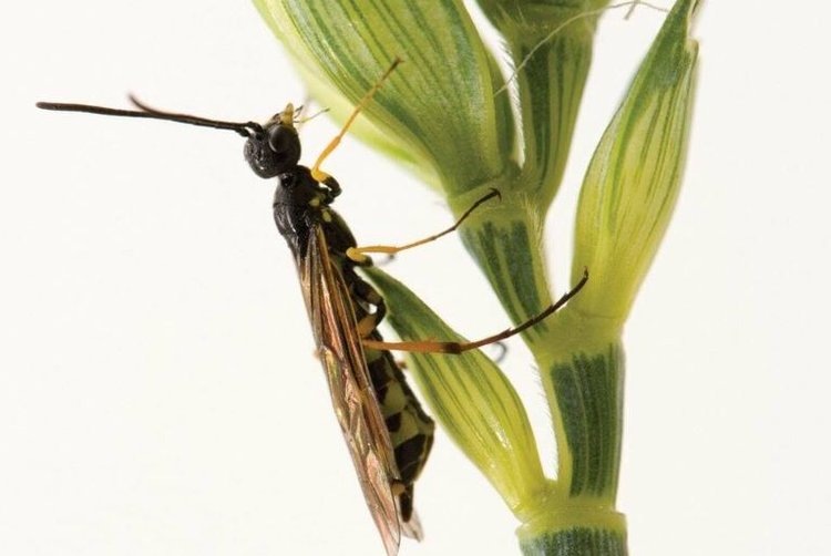 Пилильщик хлебный представляет постоянную экономическую угрозу для производителей пшеницы, особенно в засушливые периоды. Автор фото: Shelley Barkley, Alberta Agriculture.📷    Защита пшеницы от хлебного пилильщика с привлечением осы паразитоида – передовой канадский опыт
