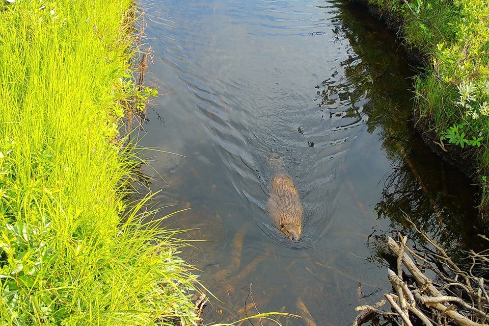    Сегодня каждая встреча с этим животным — редкое и ценное событие для специалистов и доказательство, что бобры все еще обитают в северных реках. Фото: ФГБУ Лапландский государственный заповедник / vk.com/laplandzap