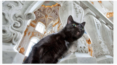 Эрмитажный важный кот