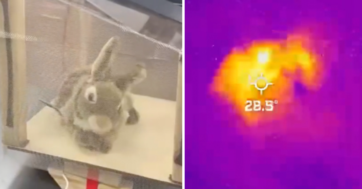 sfwmd.gov📷Роботы-кролики должны выманить питонов из укрытия