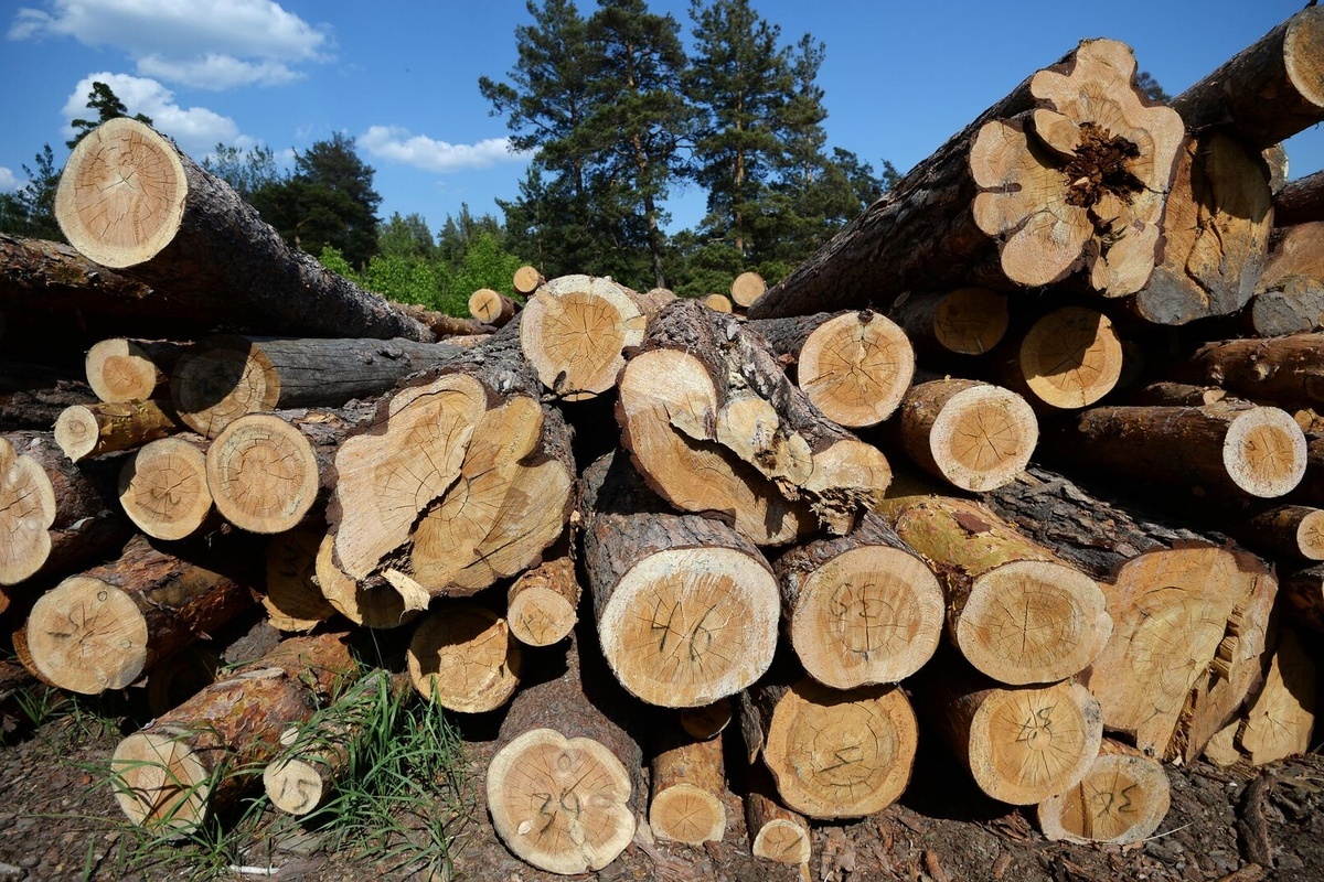    Фото: Александр Кряжев, источник: ria.ru