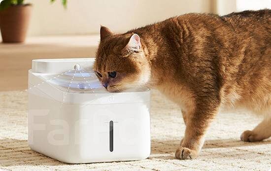 Умная поилка. Фото из сети Интернет.