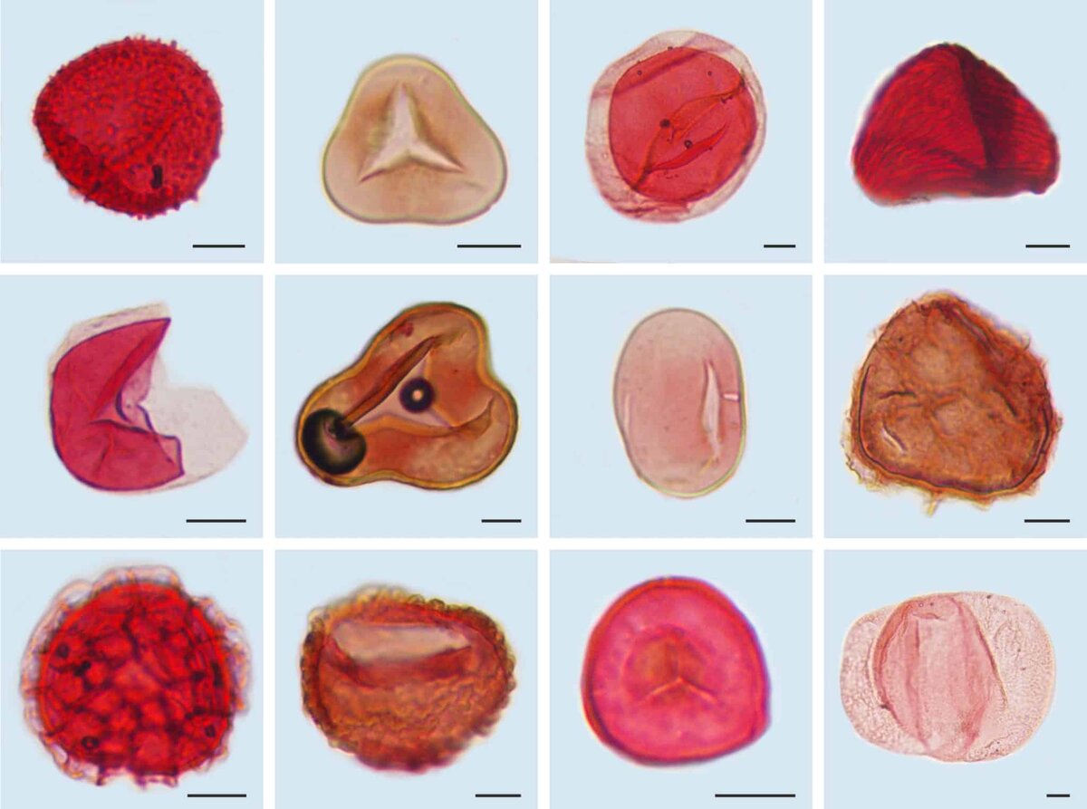    Споры и пыльца, обнаруженные в угольном пласте в Харанорском месторождении / © Андрей Федяевский, пресс-служба РНФ