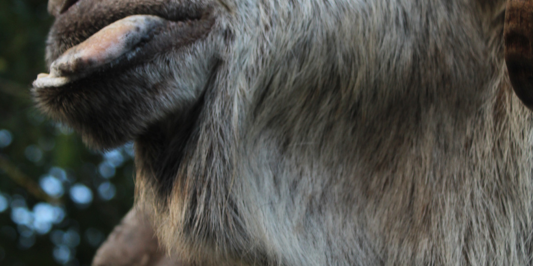 Наличие серёжек у коз ШАМИ и их связь с некоторыми продуктивными характеристиками этой породы.