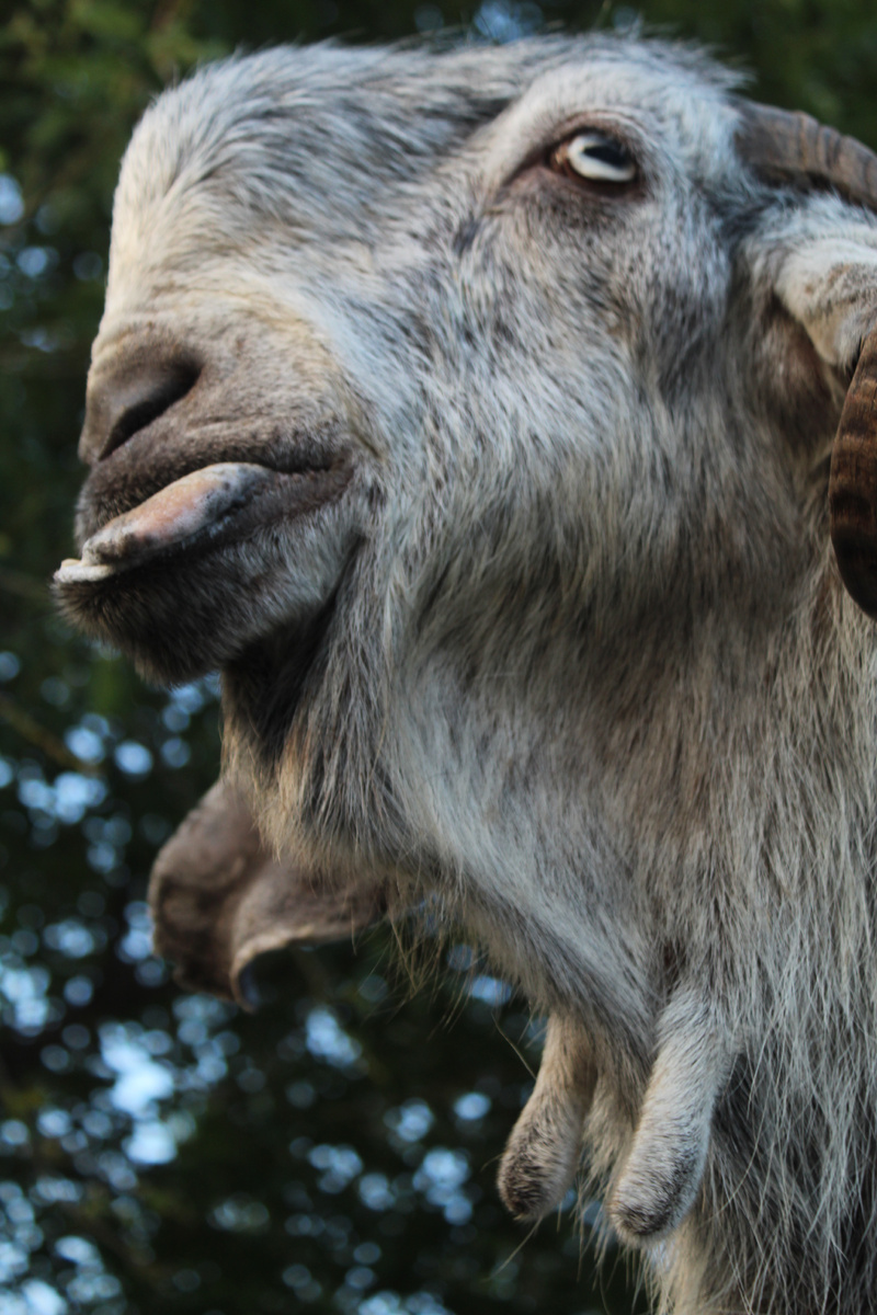 Серёжки у коз породы Шами