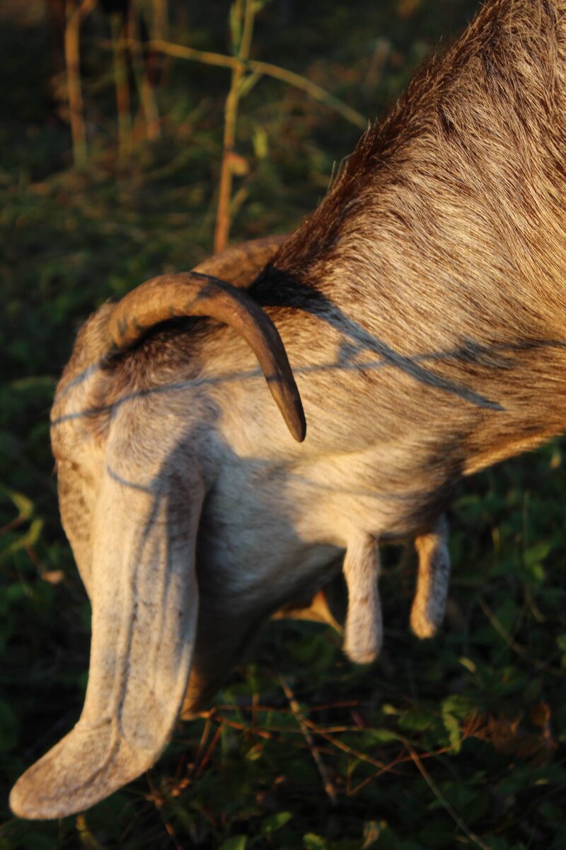 Серёжки представляют собой врожденные придатки в форме  пальца на средней части горла и распространены у домашних коз 