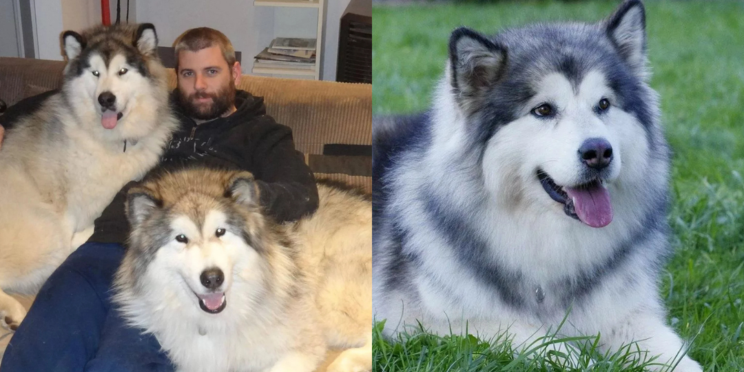 Маламут: 10 фактов про породу, которые меня действительно удивляют