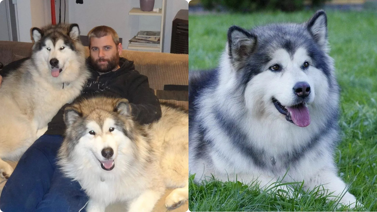 Аляскинский маламут фото