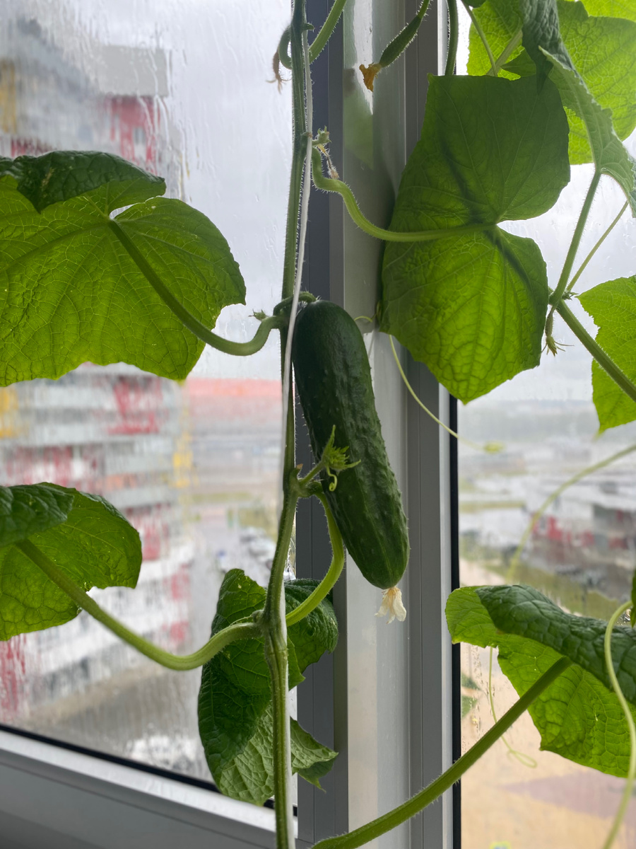 Урожай на балконе