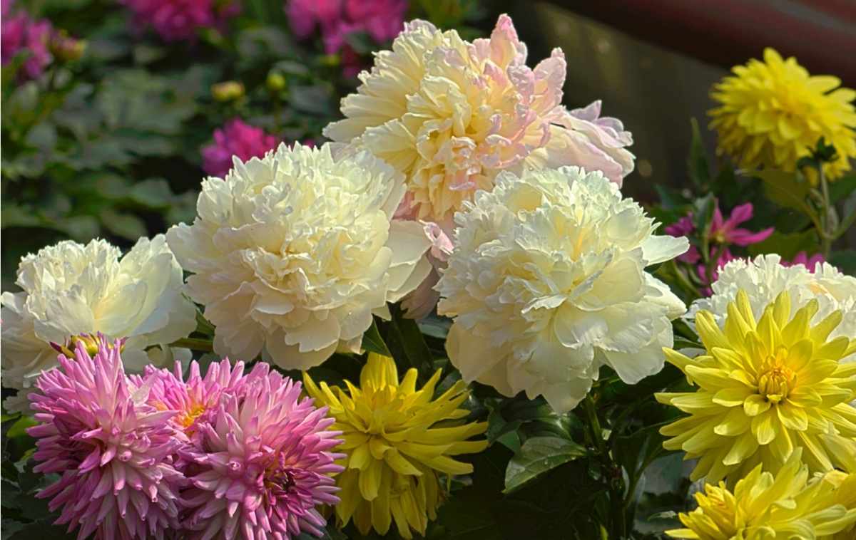 Уход за пионами в августе: обрезка, посадка, обработка, деление 