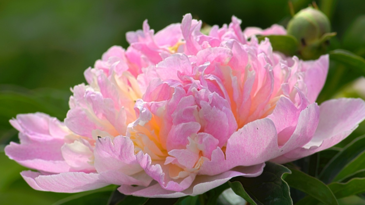 Уход за пионами в августе: обрезка, посадка, обработка, деление 