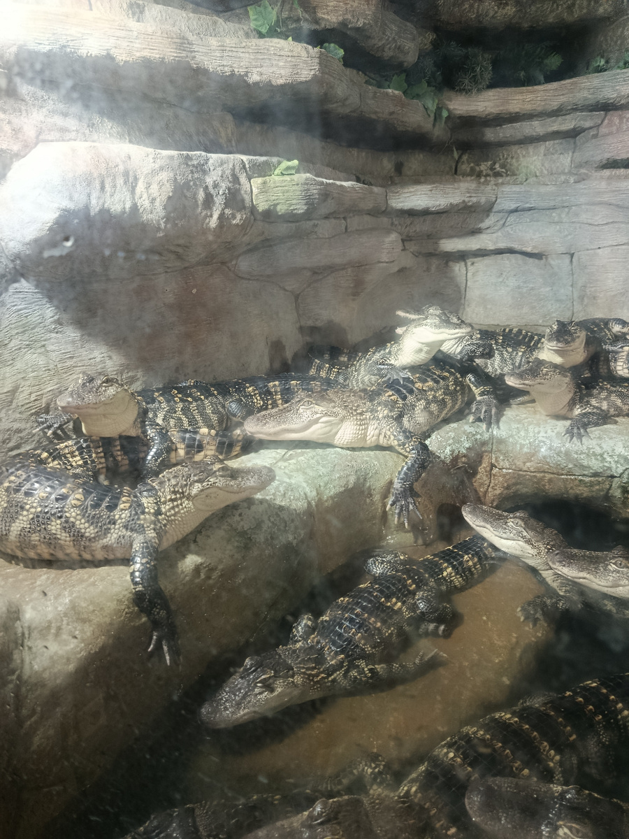 Крокодиляриум в Ялте