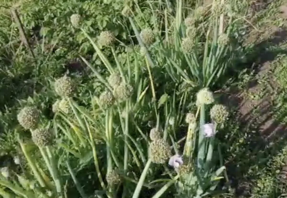    Житель Прикамья выращивал мак с наркотическими веществами для «выпечки»