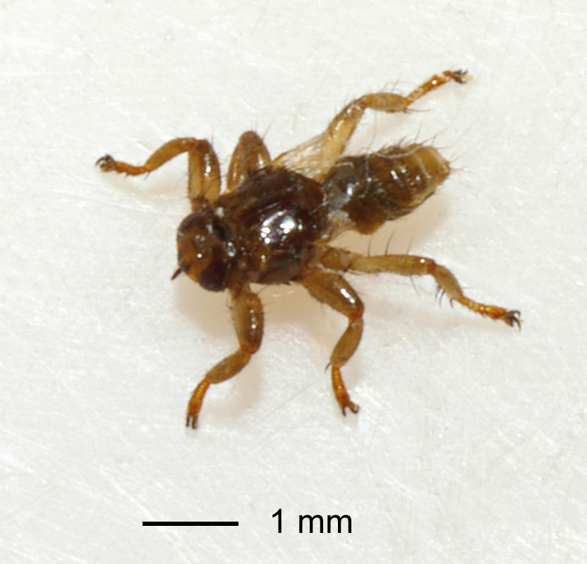    Оленья кровососка / © Christian Fischer, ru.wikipedia.org