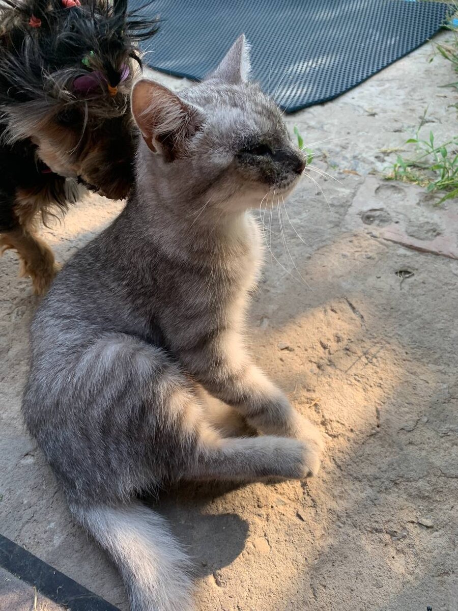 Мартышка и Спатак