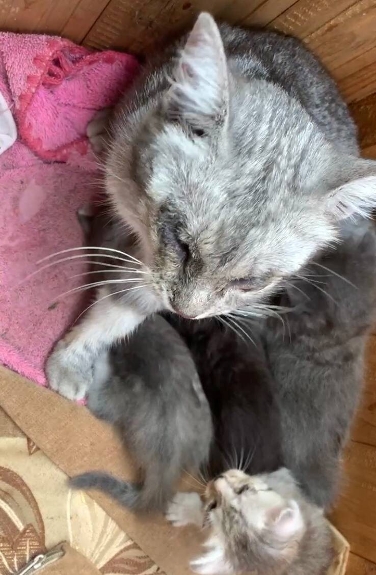 Мартышка с котятками