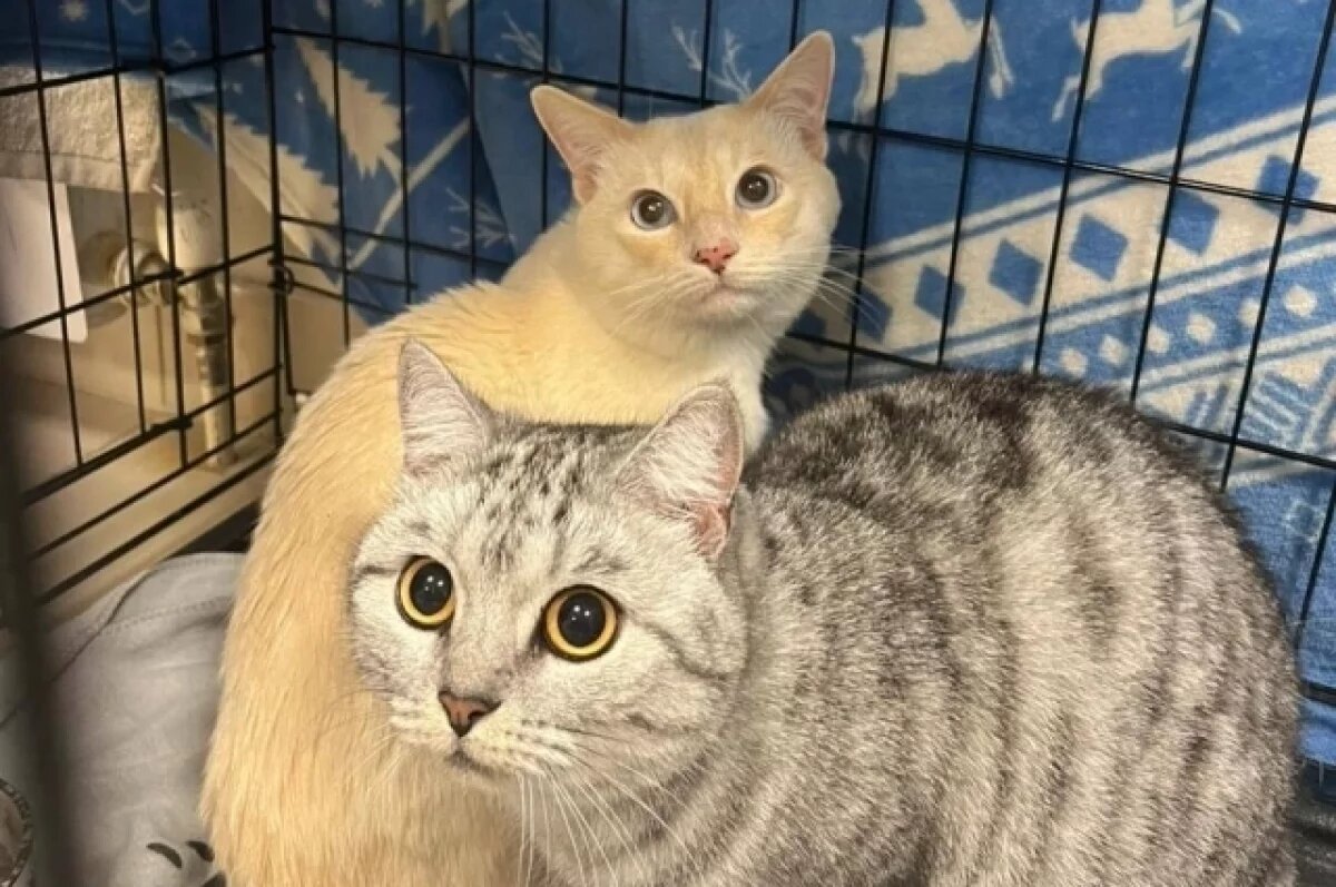    Котов забрали волонтеры.