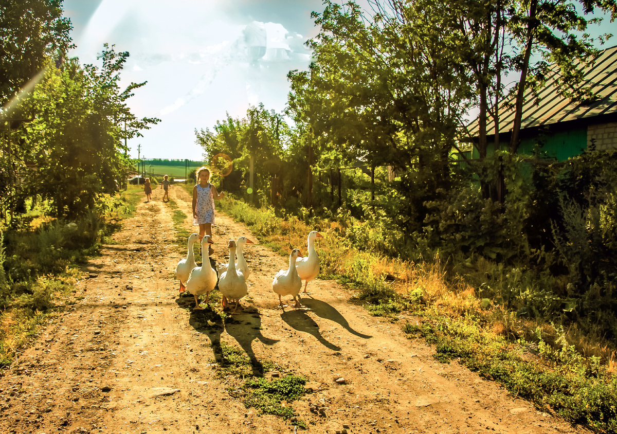 Девочка- пастушка и гуси. Вечер. Август 2021 г.