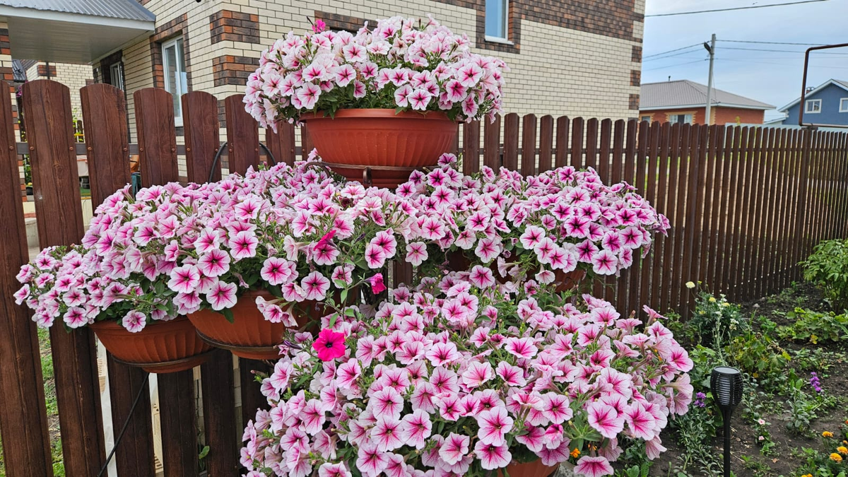 На такие петунии просто любуемся, стричь их не надо