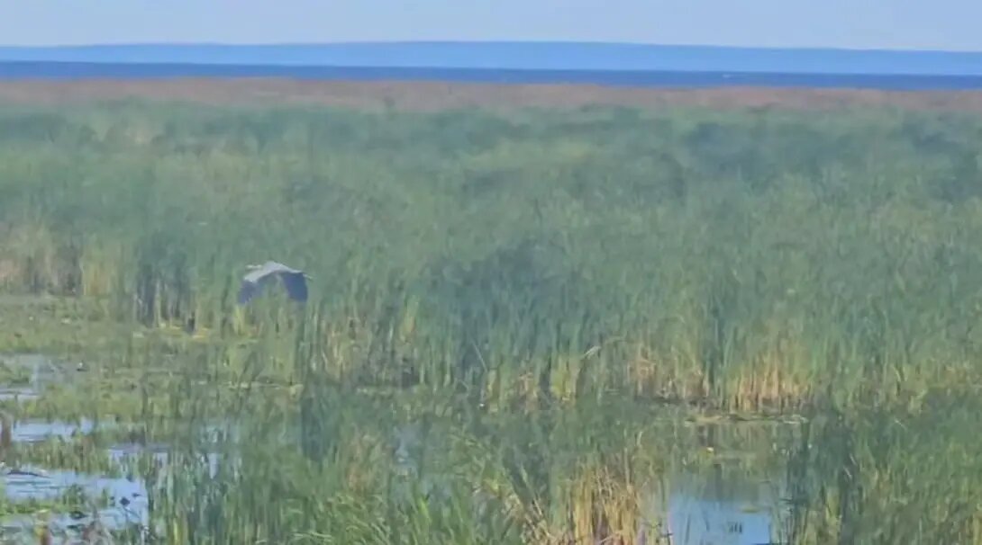    Фото: скриншот из видео пресс-службы Дирекция КЗС Петербурга.