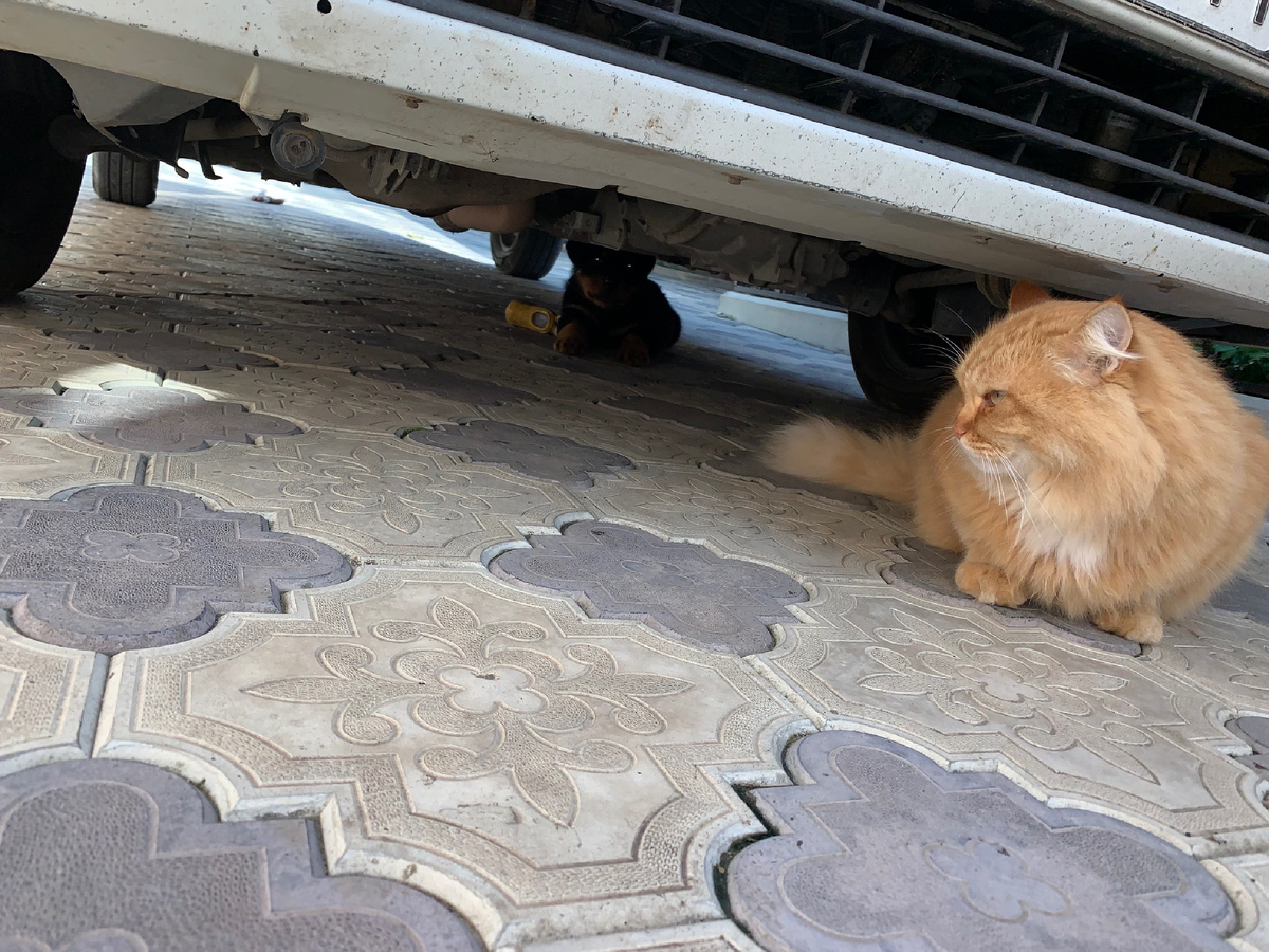 Кот Тарас загнал Фридика