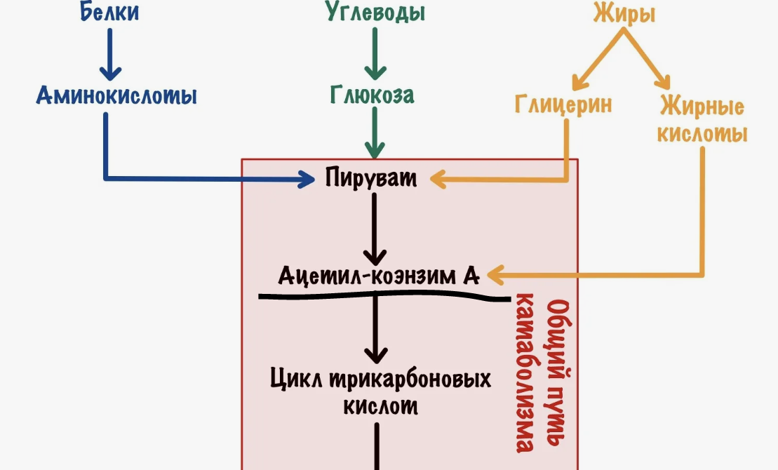 Схему нашла в интернете, чья не знаю)