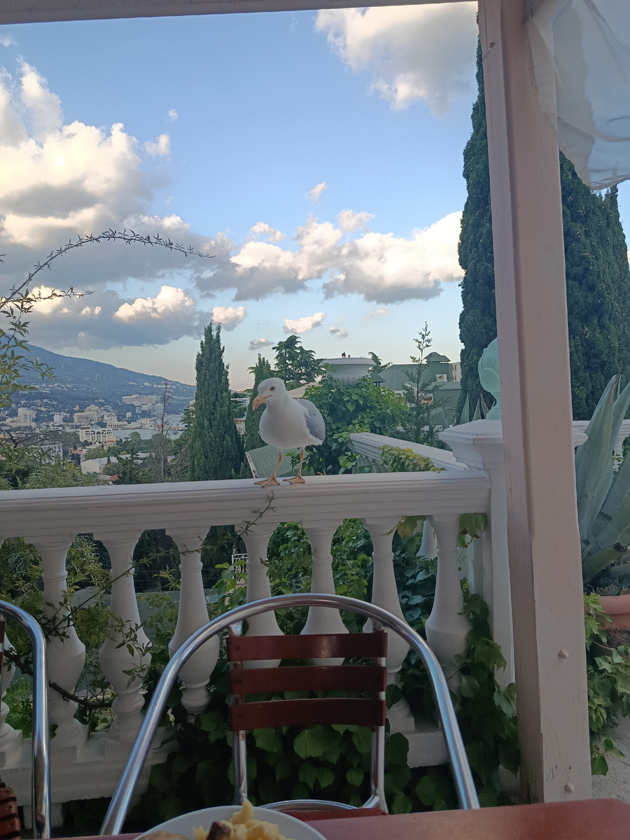 Нескромная чайка из Ялты