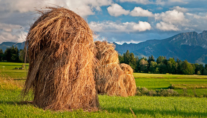 В народном календаре на 15 августа приходится Степан Сеновал (Степанов день). Фото: pxhere.com