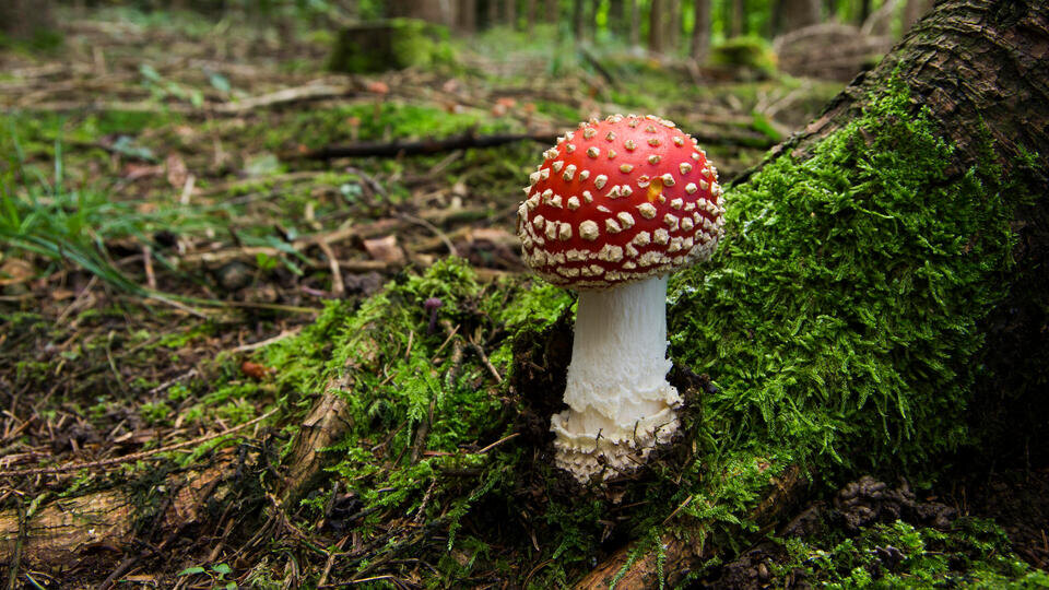 Фото: © www.globallookpress.com/Alex Labhardt/http://imagebroker.com/#/search/ 