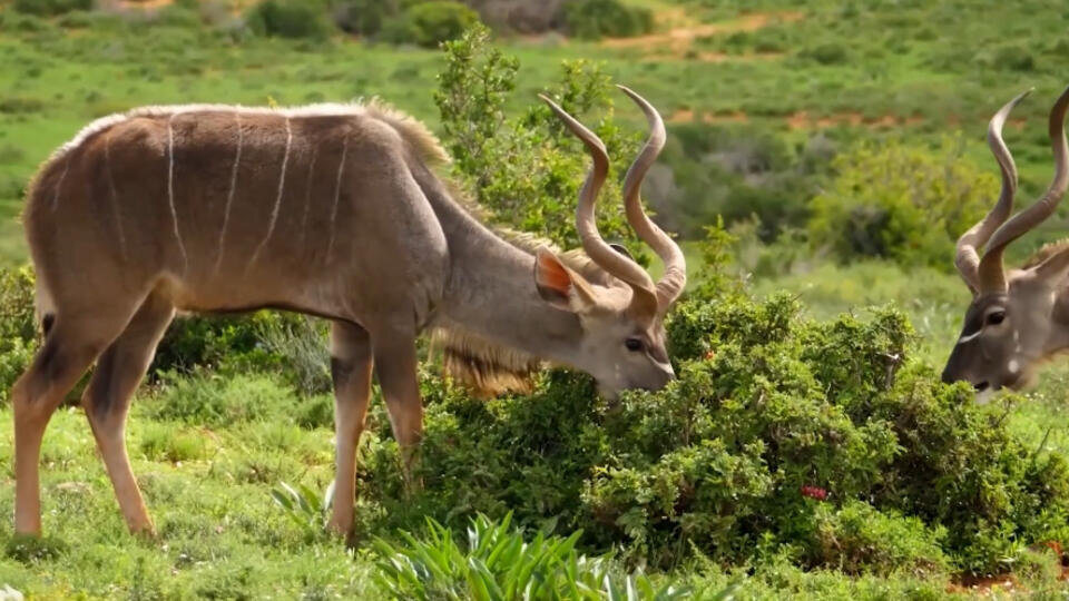 Фото: © Кадр из программы "Загадки человечества", РЕН ТВ