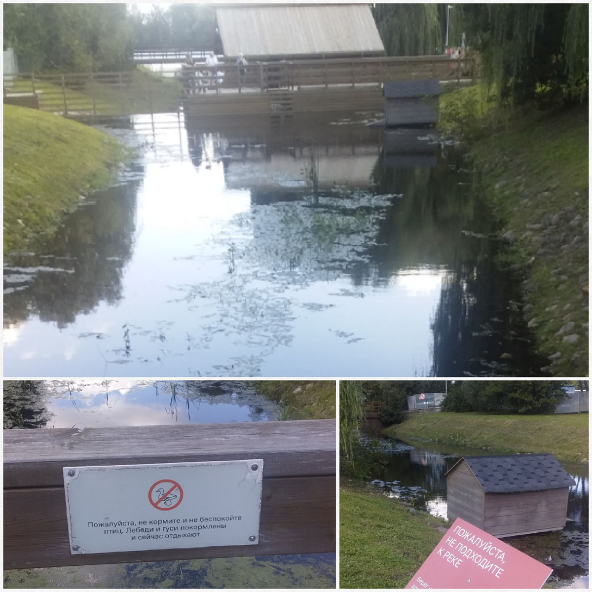 Фото автора. В другой день.