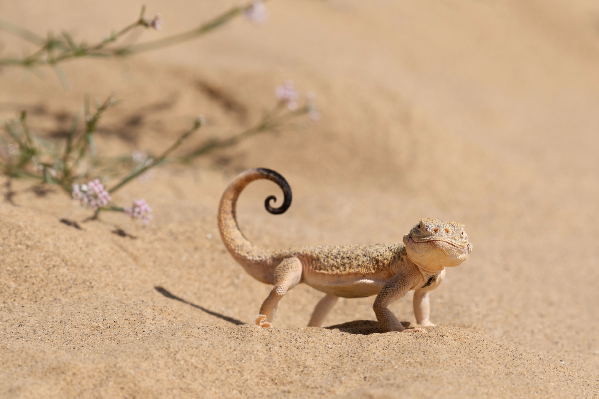Ушастая круглоголовка в Дагестанском заповеднике. Автор фото Наталия Сопилко