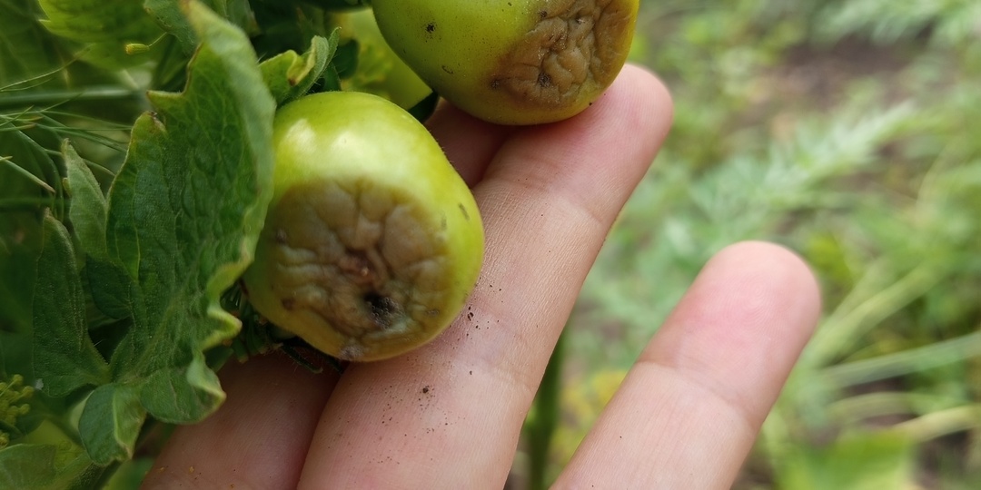Так выглядит весенняя ошибка: вершинная гниль томатов и ее быстрое устранение