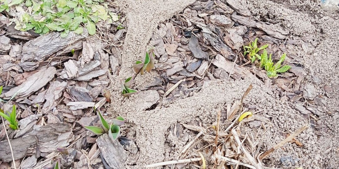 Избавилась от кротов и землероек на участке за 10 дней – гуманным способом