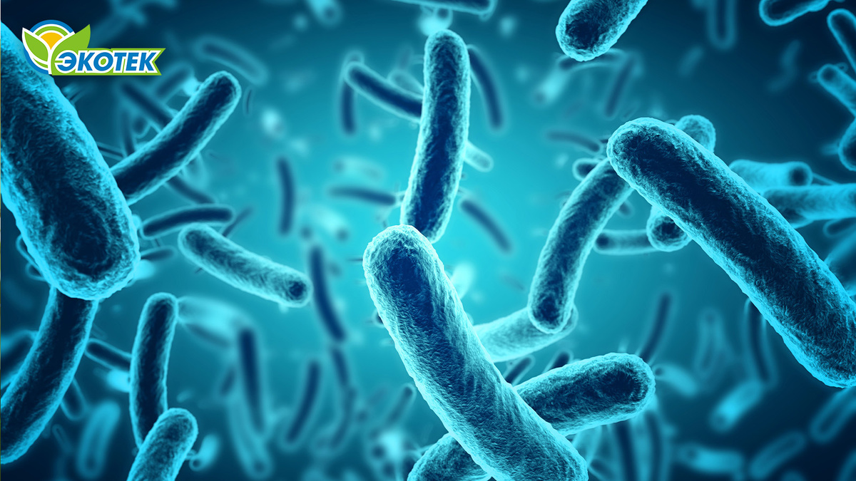 Почему бактерии для канализации не помогают? Экотек