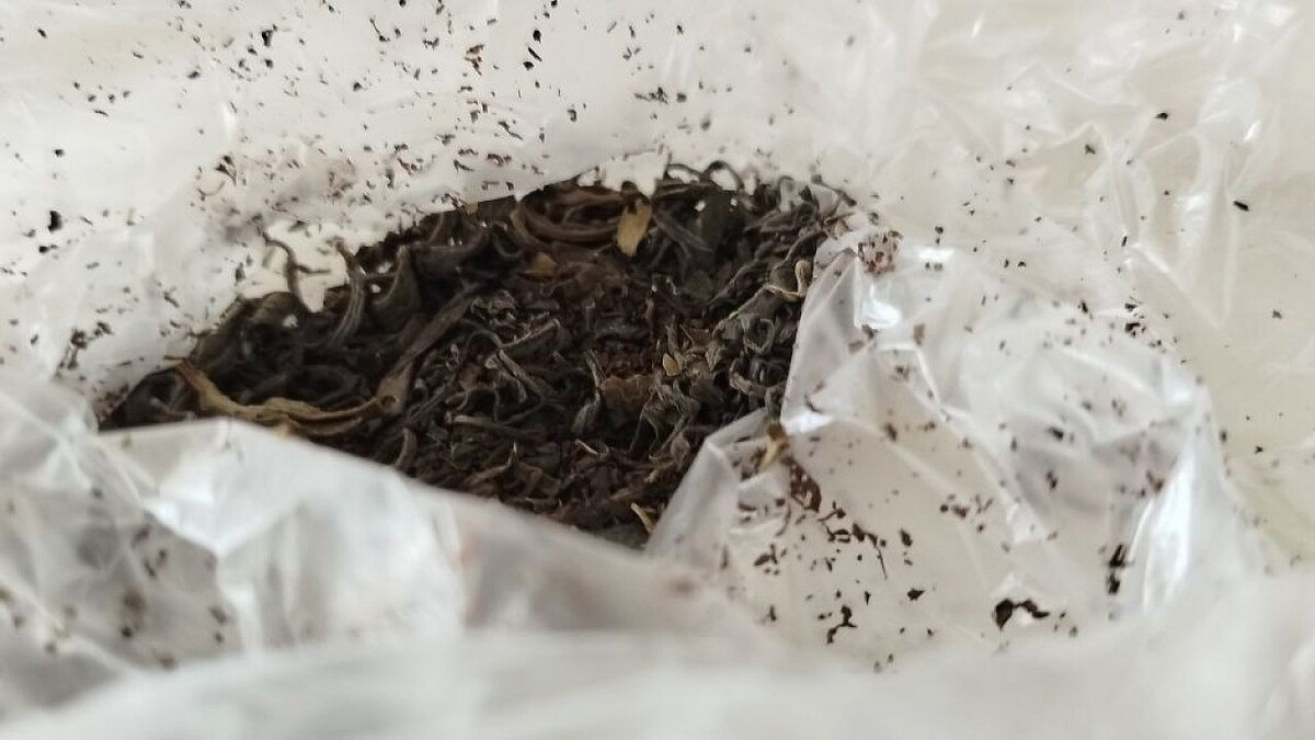    Фото: телеканал «Краснодар»