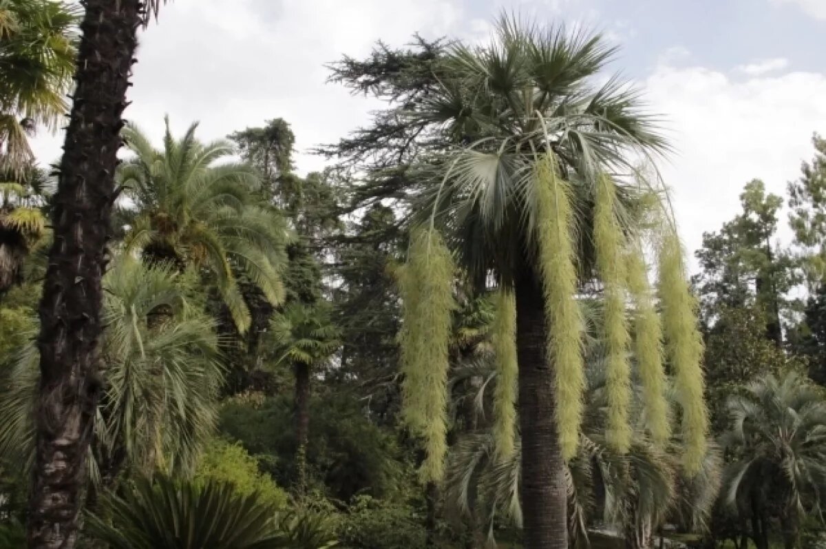    В сочинском «Дендрарии» зацвела редкая голубая пальма пустыни